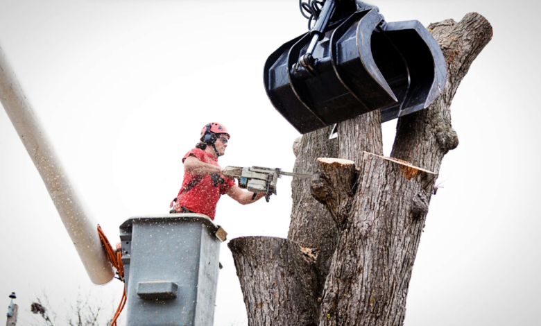 Why Homeowners Should Never Delay a Hazardous Tree Removal
