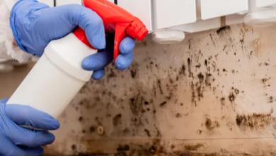 How to Prevent and Safely Remove Mold from Your Attic