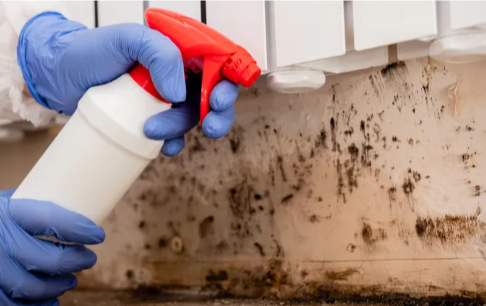 How to Prevent and Safely Remove Mold from Your Attic