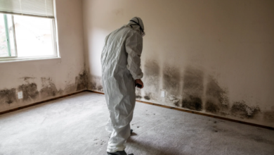 What You Need to Know About Mold Remediation in Older Homes