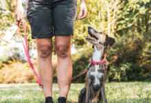 Integrating First Aid and Safety Protocols in Dog Training