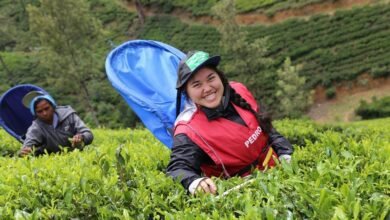 movie download platform overview