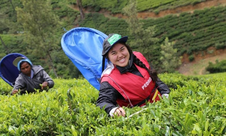 movie download platform overview