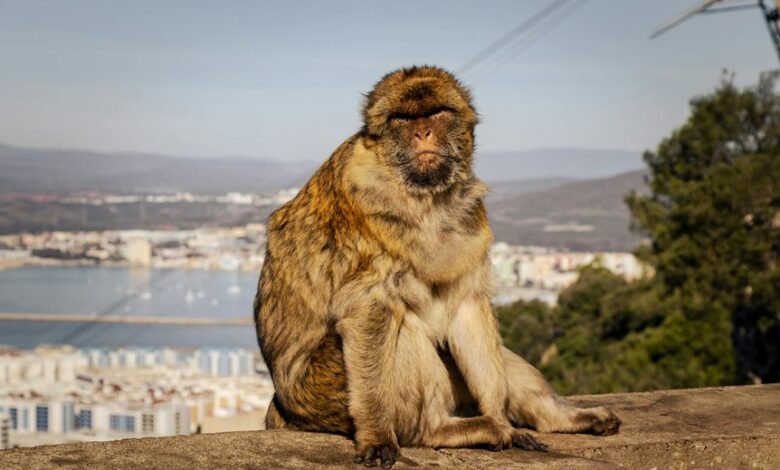 telugu movie download guide