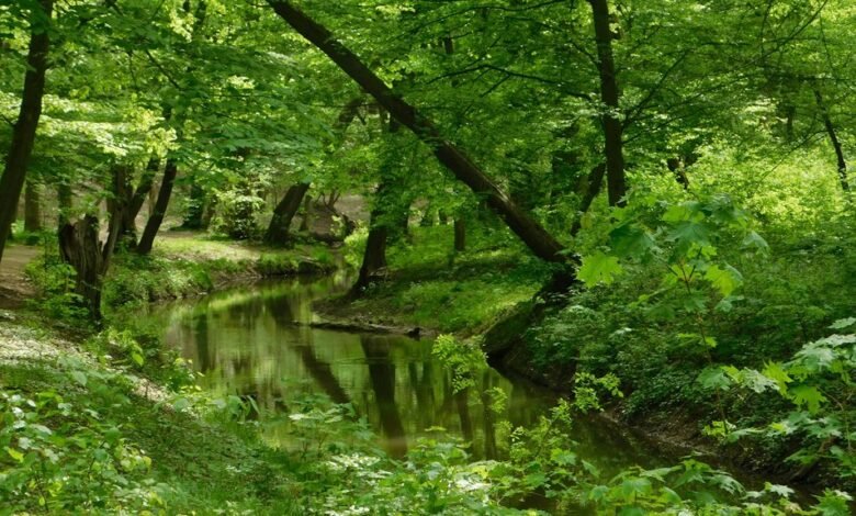 apex stream growth strategy